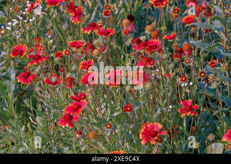 Feuerradblume, indische Decke, indische Deckenblume oder sundance (Gaillardia pulchella), die im Norden Mexikos und der Vereinigten Staaten beheimatet sind Stockfoto