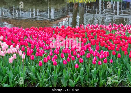 Tulpenblütenbirnenfeld im Garten, Frühling in Lisse bei Amsterdam Niederlande Stockfoto