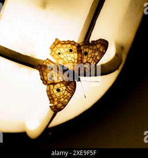 Schmetterling an einer Lampe in der Nacht Stockfoto