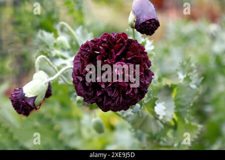 Nahaufnahme der doppelten dunkelvioletten Blume des sommerblühenden Gartens Opium Mohn Papaver somniferum. Stockfoto