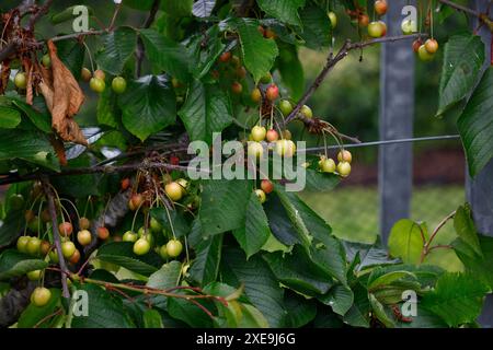 Nahaufnahme von weißen roten Kirschen, die auf dem kleinen Garten-Süßkirschbaum Prunus avium stella Reifen. Stockfoto