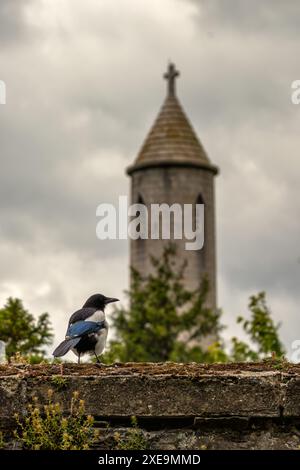 Die Magpie mit ihrem auffälligen schwarz-weißen Gefieder wurde in den National Botanic Gardens in Dublin, Irland, mit dem O’Connell Tower von GLA gesichtet Stockfoto