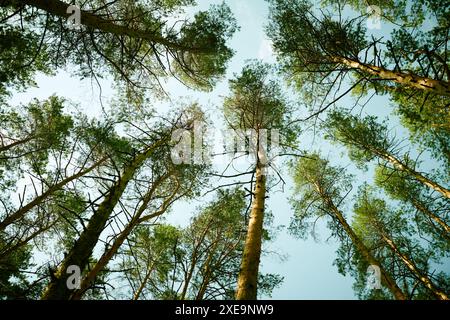 Von unten aus hat niemand an sonnigem Sommertag auf die Pinienwälder geschossen, Kopierraum Stockfoto