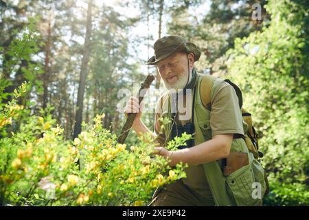 Mittlere Aufnahme eines fröhlichen älteren kaukasischen Försters, der vor einer Zytisopflanze steht und seine gelben Blüten berührt, Kopierraum Stockfoto