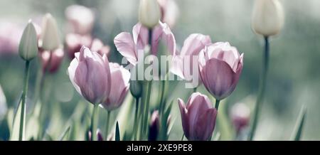 Tulpen, Garten, Licht Traurigkeit Konzept Banner Stockfoto