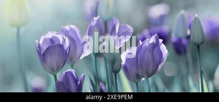 Tulpen, Garten, Licht Traurigkeit Konzept Banner Stockfoto