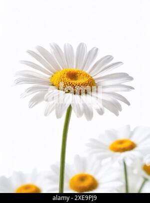 Kamille Blume isoliert auf weiss Stockfoto