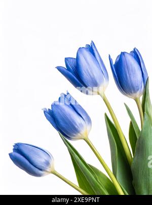 Blaue Tulpen isoliert auf weißem Hintergrund. Studiofoto. Stockfoto