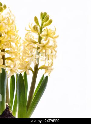 Nahaufnahme der frischen Frühlingsgelben Hyazinthe oder Hyacinthus-Blumenzwiebeln in voller Blüte auf weißem Hintergrund Stockfoto