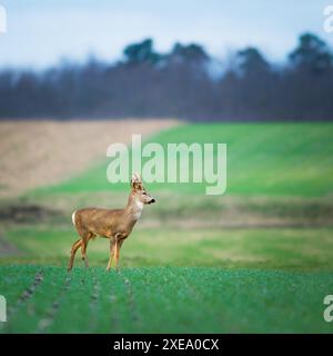 Rehbock, der in der Kamera auf einer grünen Wiese schaut Stockfoto