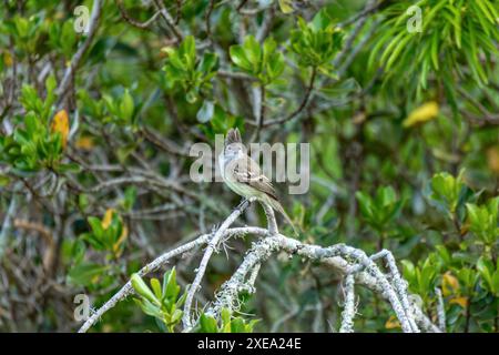 Gelbbaucheläenie (Elaenia flavogaster), Barichara, Abteilung Santander. Tierwelt und Vogelbeobachtung in Kolumbien Stockfoto