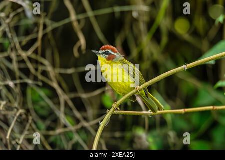 Kammler (Basileuterus rufifrons), Barichara, Santander-Departement. Tierwelt und Vogelbeobachtung in Kolumbien Stockfoto