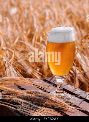 Glas blondes Bier auf Holztisch mit sonnigem Weizenfeld Stockfoto