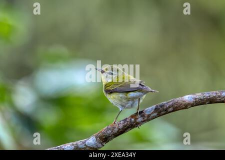 Tennessee Seebrücker (Leiothlypis peregrina), Minca, Sierra Nevada de Santa Marta. Tierwelt und Vogelbeobachtung in Kolumbien. Stockfoto