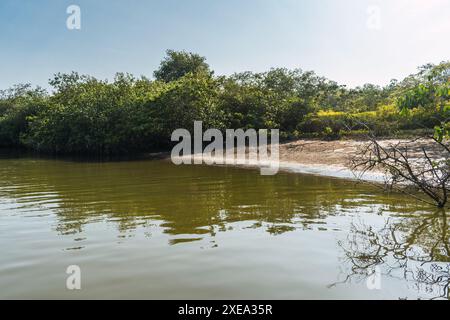 Blaue Bootsspitze in den Mangroven von tumbes bei Ebbe an einem sonnigen Tag und blauem Himmel umgeben von Bäumen Stockfoto