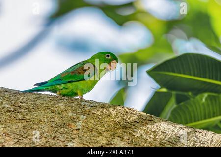 Orangensittich (Brotogeris jugularis), Rionegro, Departement Antioquia. Tierwelt und Vogelbeobachtung in Kolumbien. Stockfoto