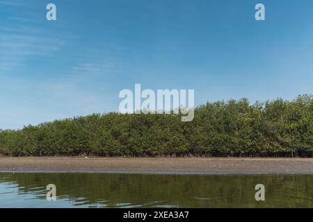 Blaue Bootsspitze in den Mangroven von tumbes bei Ebbe an einem sonnigen Tag und blauem Himmel umgeben von Bäumen Stockfoto