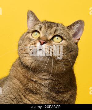 Eine niedliche Erwachsene, graue schottische Katze sitzt Stockfoto