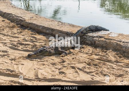 Gefangenes Krokodil, das am Ufer einer Mangrove in tumbes schläft Stockfoto