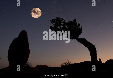 Penguin Rock mit Vollmond im Joshua Tree National Park Stockfoto