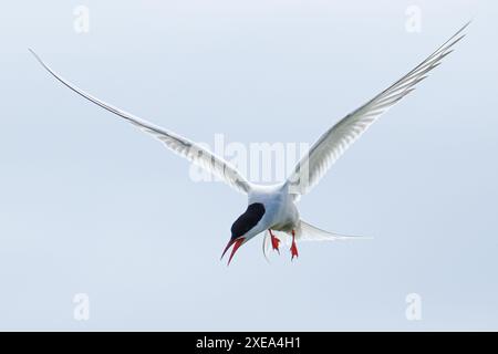 Arktische Seeschwalbe im Flug nahe den Farne-Inseln an der Küste Großbritanniens Stockfoto