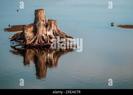 Baumstamm mit Wurzeln im Wasser. Stockfoto