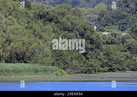 Gebiete zum Schutz der wildlebenden Vögel das streng geschützte Vogelschutzgebiet am Baldeneysee im Sommer unter anderem mit der Brutkolonie der Kormorane und einer interessanten Artenvielfalt. Essen Nordrhein-Westfalen Deutschland Baldeneysee *** Gebiete zum Schutz von Wildvögeln das streng geschützte Vogelschutzgebiet am Baldeney See im Sommer, einschließlich der Brutkolonie von Kormoranen und einer interessanten Artenvielfalt Essen Nordrhein-Westfalen Deutschland Baldeney See Stockfoto