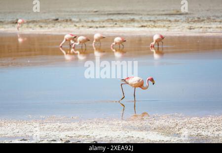 Rosa Flamingos im Hochgebirgssee der Anden, Bolivien Stockfoto