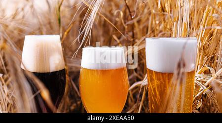 Helle, ungefilterte und dunkle Gläser Bier auf einem Weizenfeld Stockfoto