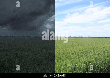 Grüne Wiese unter Regen und an sonnigem Tag Collage. Wetteränderungen Stockfoto