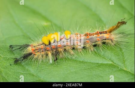 Schwarzdornmotte „Orgyia antiqua“ raupe Stockfoto