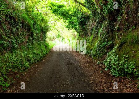 Unbefestigte Straße durch dunklen Wald Stockfoto