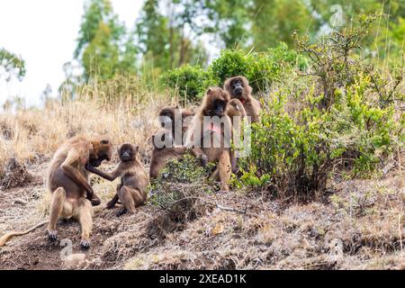 Endemisches Gelada, Theropithecus gelada, in Simien Berg, äthiopische Tierwelt Stockfoto