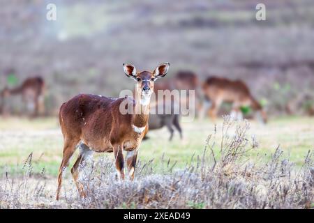 Berg Nyala (Tragelaphus buxtoni), weiblich im Bale Mountain. Afrikanische Tierwelt Stockfoto