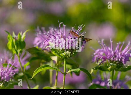 Ein Bienenbalsam Blumengarten, der von einer fliegenden Hummel besucht wird, die vom süßen Nektar angezogen wird. Stockfoto