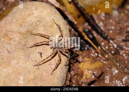 Wolf Spinnen oder Lycosidae stehen auf einem Felsen im Tonto Crrek bei Payson, Arizona. Stockfoto