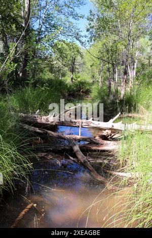 Blick auf den Verde River von der ersten Kreuzung in Payson, Arizona. Stockfoto