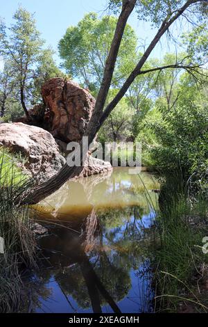 Blick auf einen Baum, der entlang des Verde River wächst, von der ersten Kreuzung in Payson, Arizona. Stockfoto