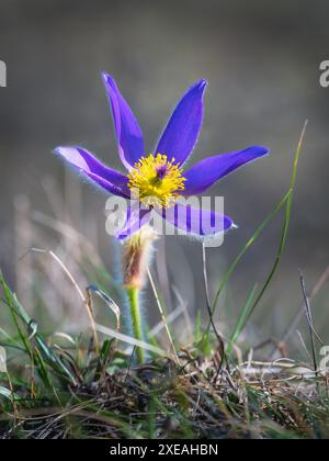 Pulsatilla Patens, östliche Pasqueflower und Cutleaf Anemone lila Blüten bedeckt mit kleinen Haaren, die auf der Wiese blühen Stockfoto