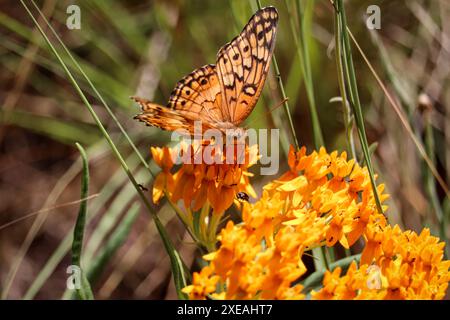 Verschiedene Fritillarien oder Euptoieta claudia, die sich von Milchweed-Blüten rund um den Horton Creek bei Payson, Arizona ernähren. Stockfoto