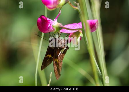 Kapitän mit Silberflecken oder Epargyreus clarus, der eine wilde Erbsenblume um den Tonto Creek in der Nähe von Payson, Arizona, ernährt. Stockfoto
