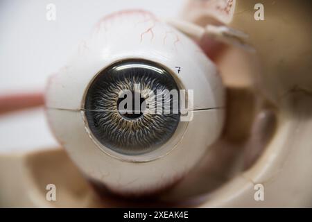 Auge, Organ für die visuelle Wahrnehmung Stockfoto