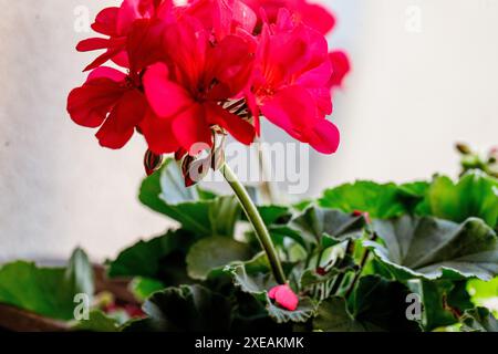 Topfgeranienpflanze mit hellroten Blüten in Blüte. Die Pflanze befindet sich auf einer Fensterbank, wobei das Sonnenlicht die Blütenblätter beleuchtet. Die Geranie p Stockfoto