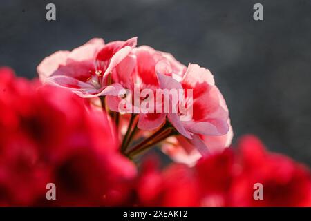 Fängt die zarte Schönheit einer Gruppe rosa und roter Geranie in voller Blüte ein. Das Bild zeigt die komplizierten Details der Blütenblätter und Stockfoto