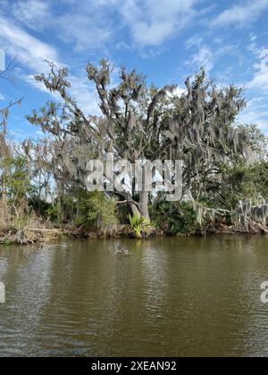 Foto von Bart, Bartflechte oder Bartmoos eines alten Mannes in den Bayou- oder Feuchtgebieten des Barataria Preserve im Jean Lafitte National Historical Park und Stockfoto