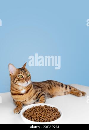 Niedliche bengalische Katze in der Nähe einer Schüssel mit Trockenfutter auf blauem Hintergrund. Füttern des Haustiers. Stockfoto
