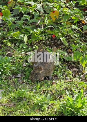 Das brasilianische Meerschweinchen, Cavia aperea, ist ein lateinamerikanisches Nagetier aus der Familie der Schweine. Nagetier im Gras. Stockfoto