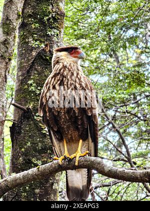 Caracara, Caracara plancus, argentinischer Vogel. Vogel der Falkenfamilie in ihrem natürlichen Lebensraum. Raubvogel auf einem Baum Stockfoto