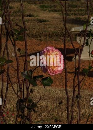 Blassende rote gelbe Rose in natürlicher Wachstumsumgebung. Gartenrose mit herabfallenden Lespetkas. Rose auf einem Busch mit Blütenblättern. Rose mit Dornen. Garten mit Ro Stockfoto