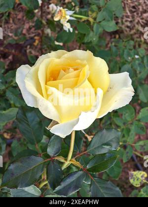 Blassende gelbe Rose in natürlicher Wachstumsumgebung. Gartengattung mit fallenden Lespetkas. Stockfoto